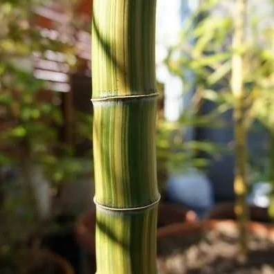 Phyllostachys edulis 'tao kiang' / 'nabeshimana' C7,5 120/150cm