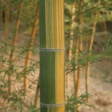 Phyllostachys edulis 'tao kiang' / 'nabeshimana' C7,5 120/150cm