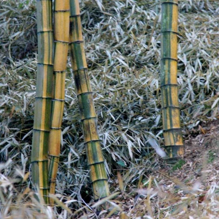 Phyllostachys edulis 'tao kiang' / 'nabeshimana' C50 150/200cm