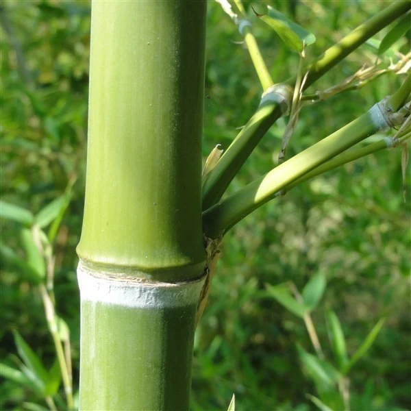 Phyllostachys parvifolia C15 120/150cm
