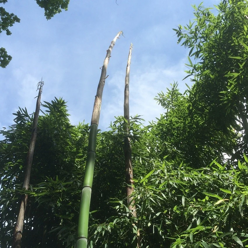 Phyllostachys Shanghai 3 C15 120/150cm