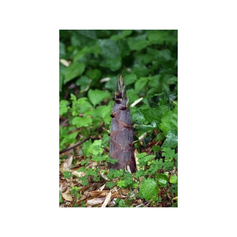 phyllostachys-nigra-boryana-c5-150180-3