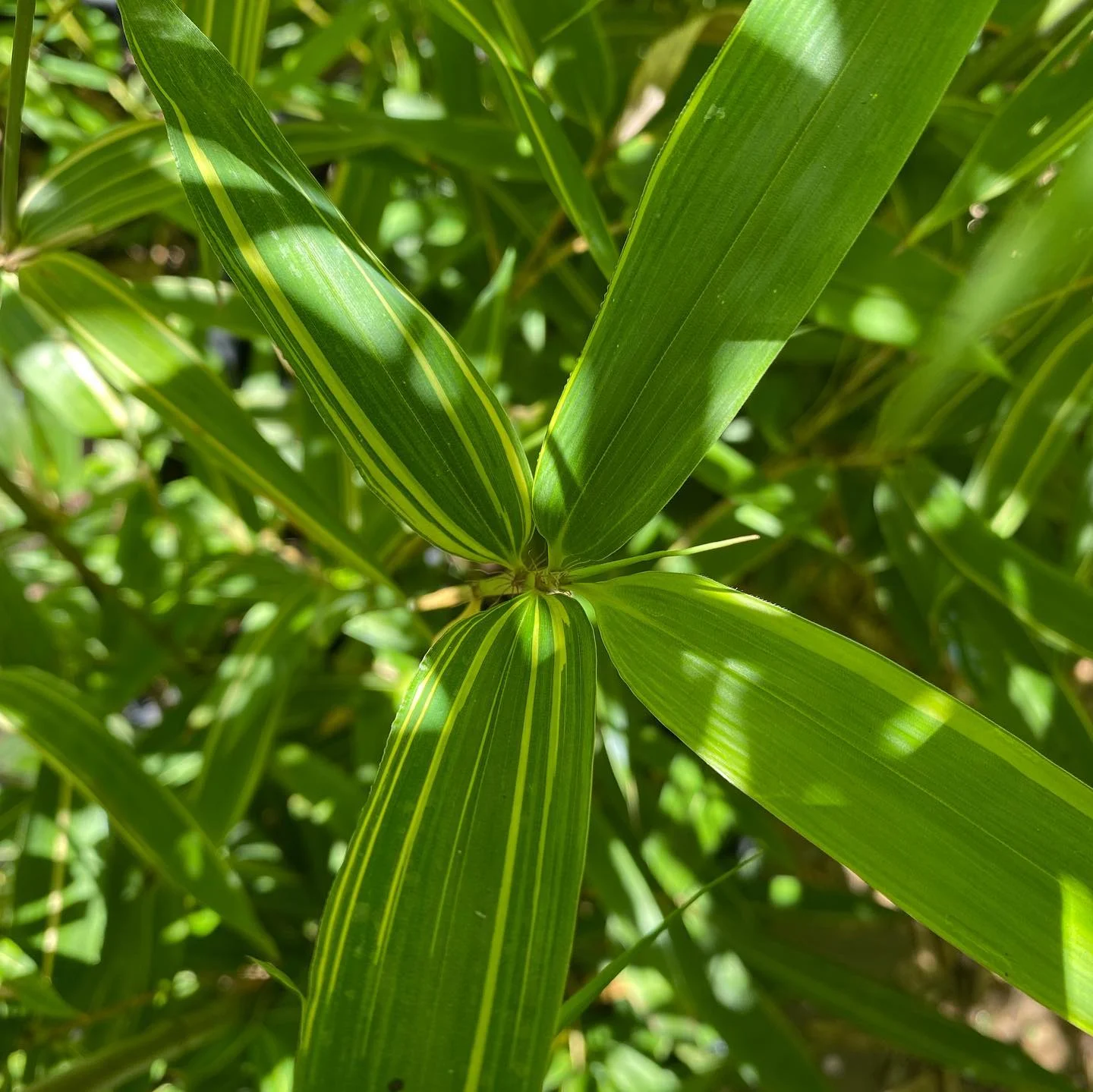 Phyllostachys nigra kiyoshi C15 120/150cm – Image 2