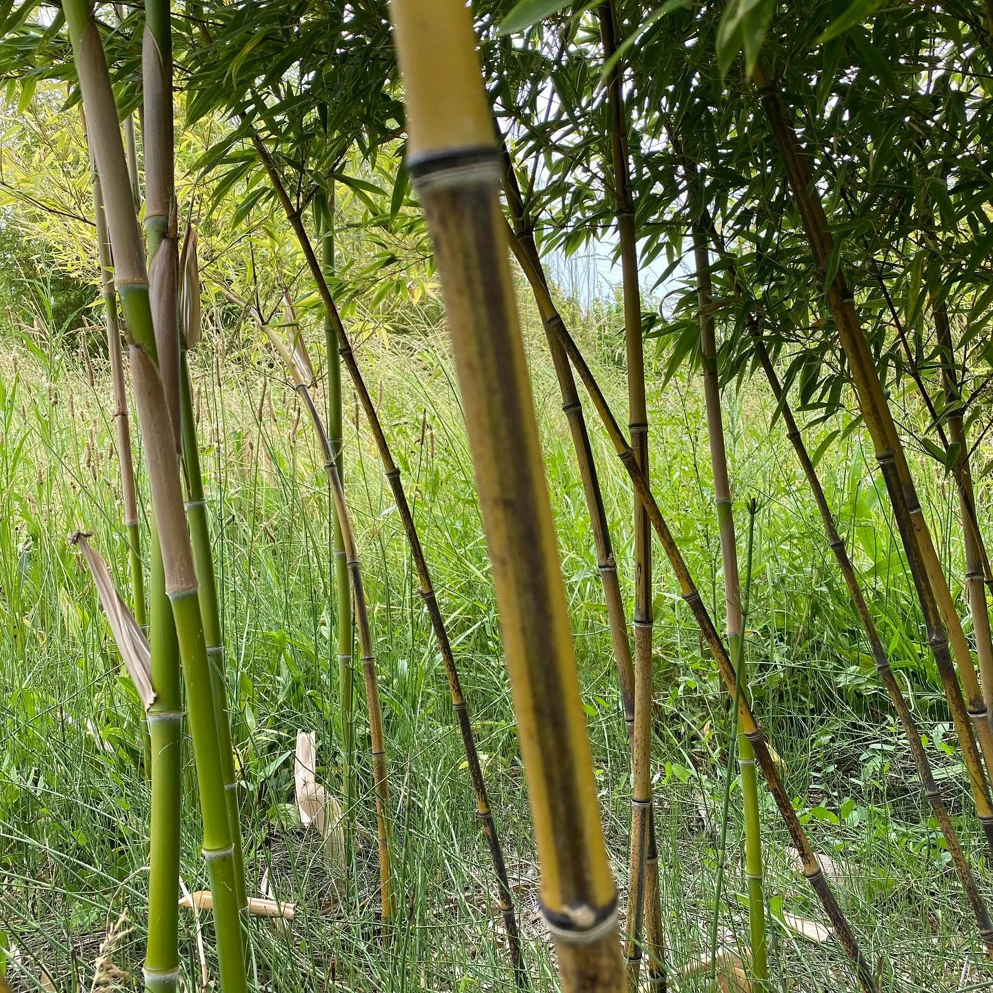 Phyllostachys nigra kiyoshi C15 120/150cm – Image 3