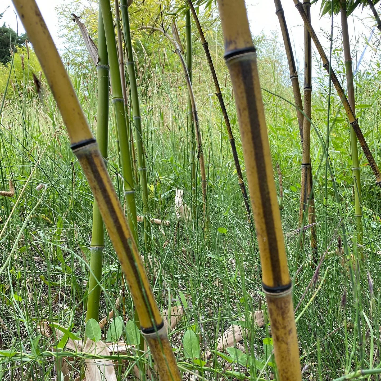 Phyllostachys nigra kiyoshi C15 120/150cm – Image 4