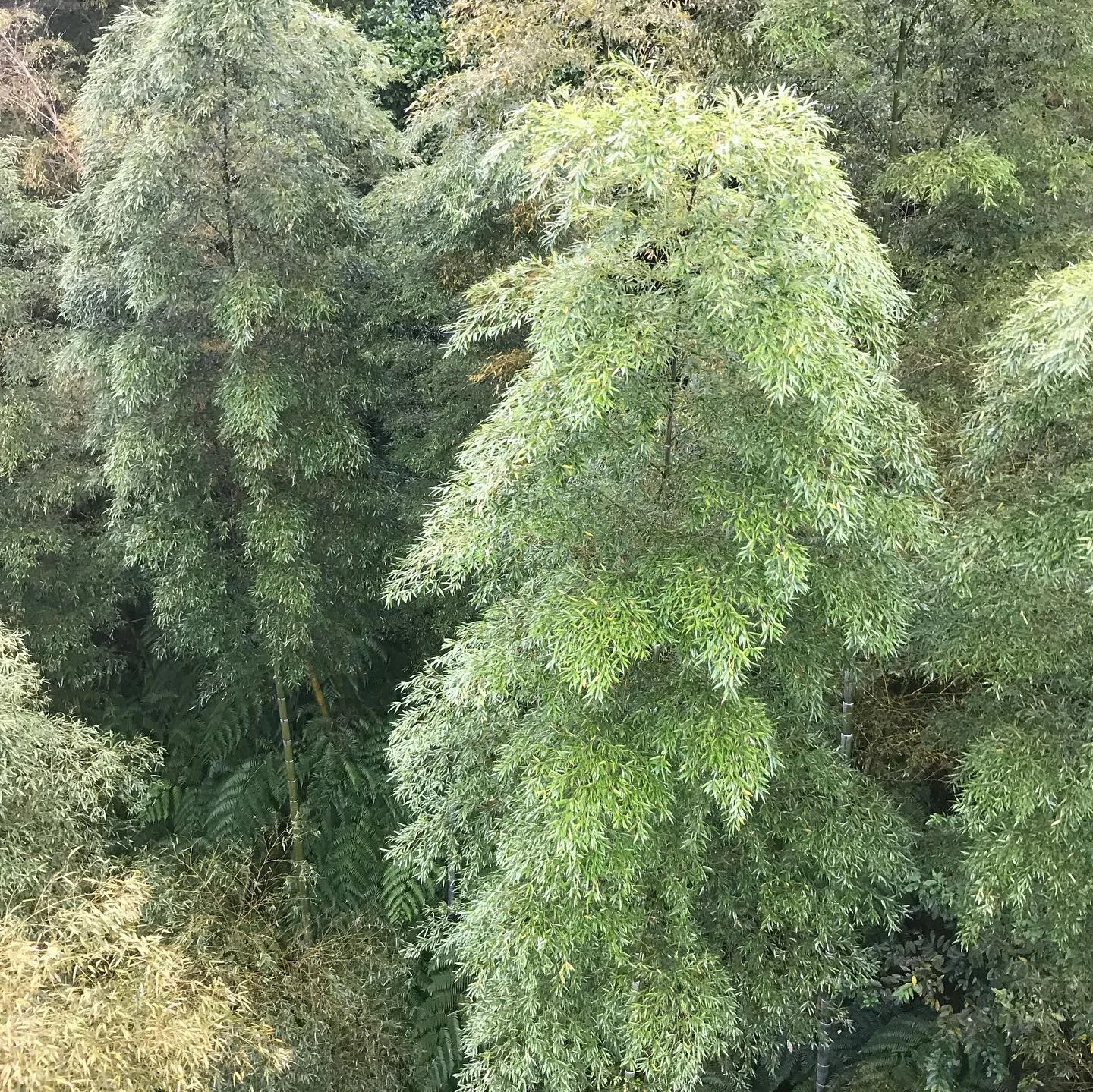 Phyllostachys edulis C5 90/120cm – Image 2
