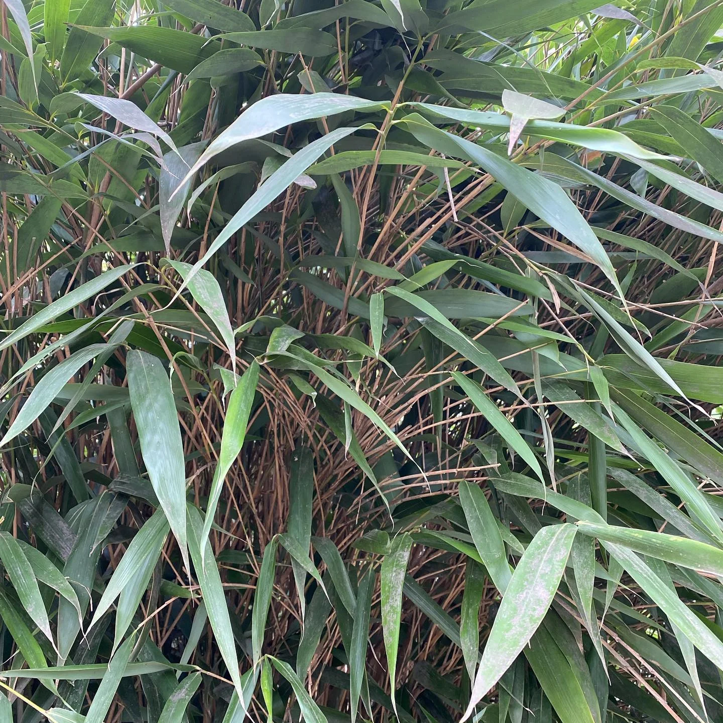 Pseudosasa viridula C5 160/180cm