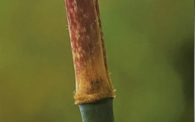 Fargesia yulongshanensis