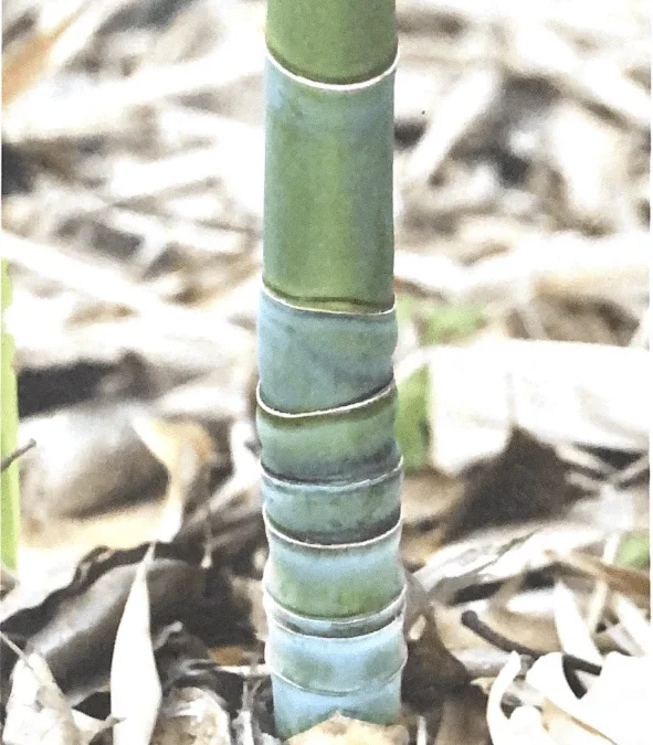 Phyllostachys aurea