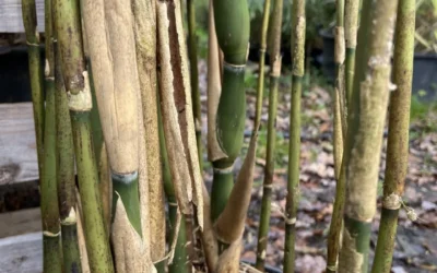 Pseudosasa japonica tsutsumiana